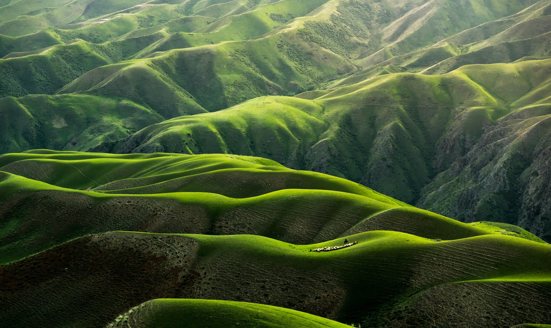 rows of rolling green hills