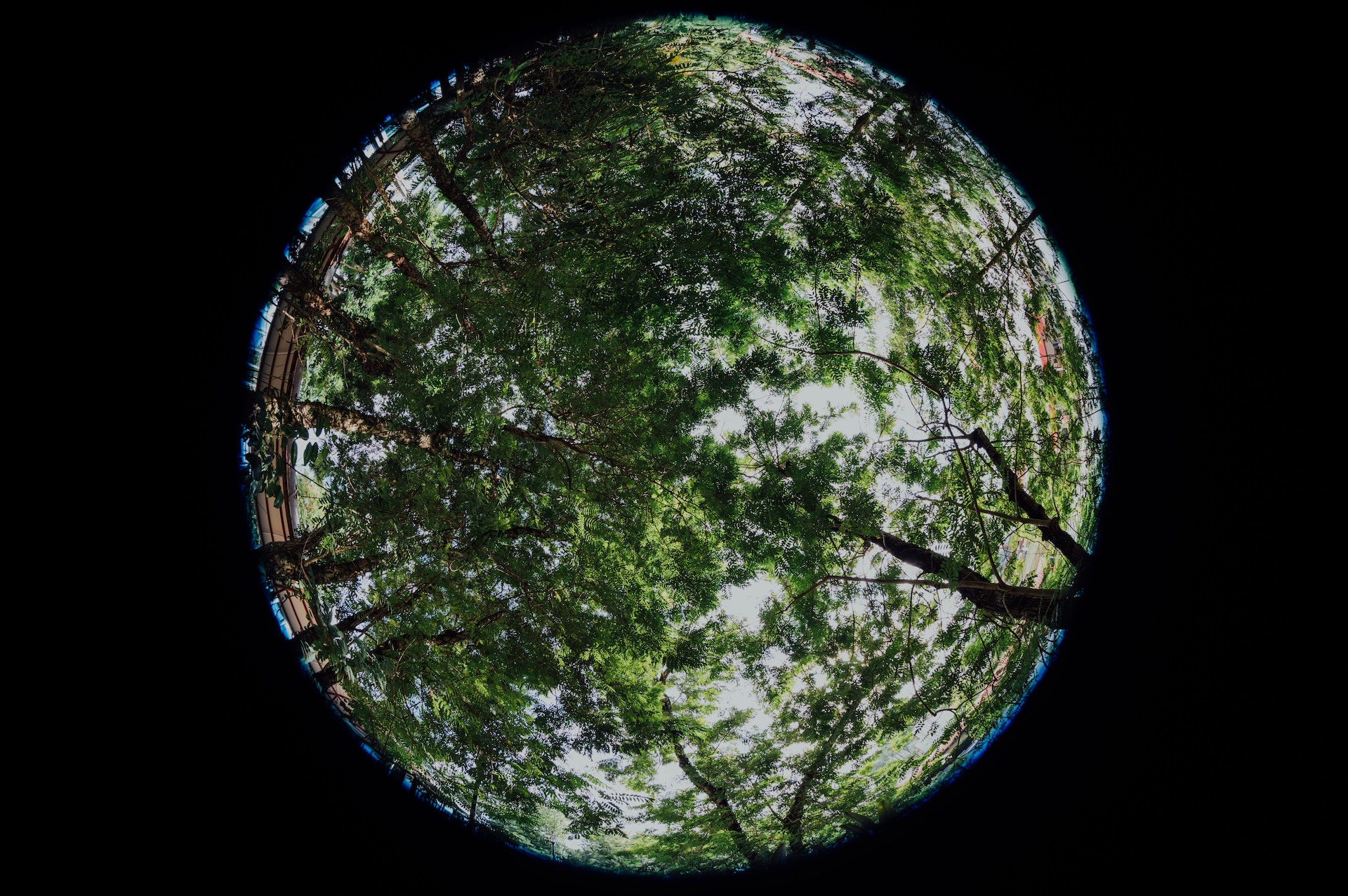 fish eye view of trees