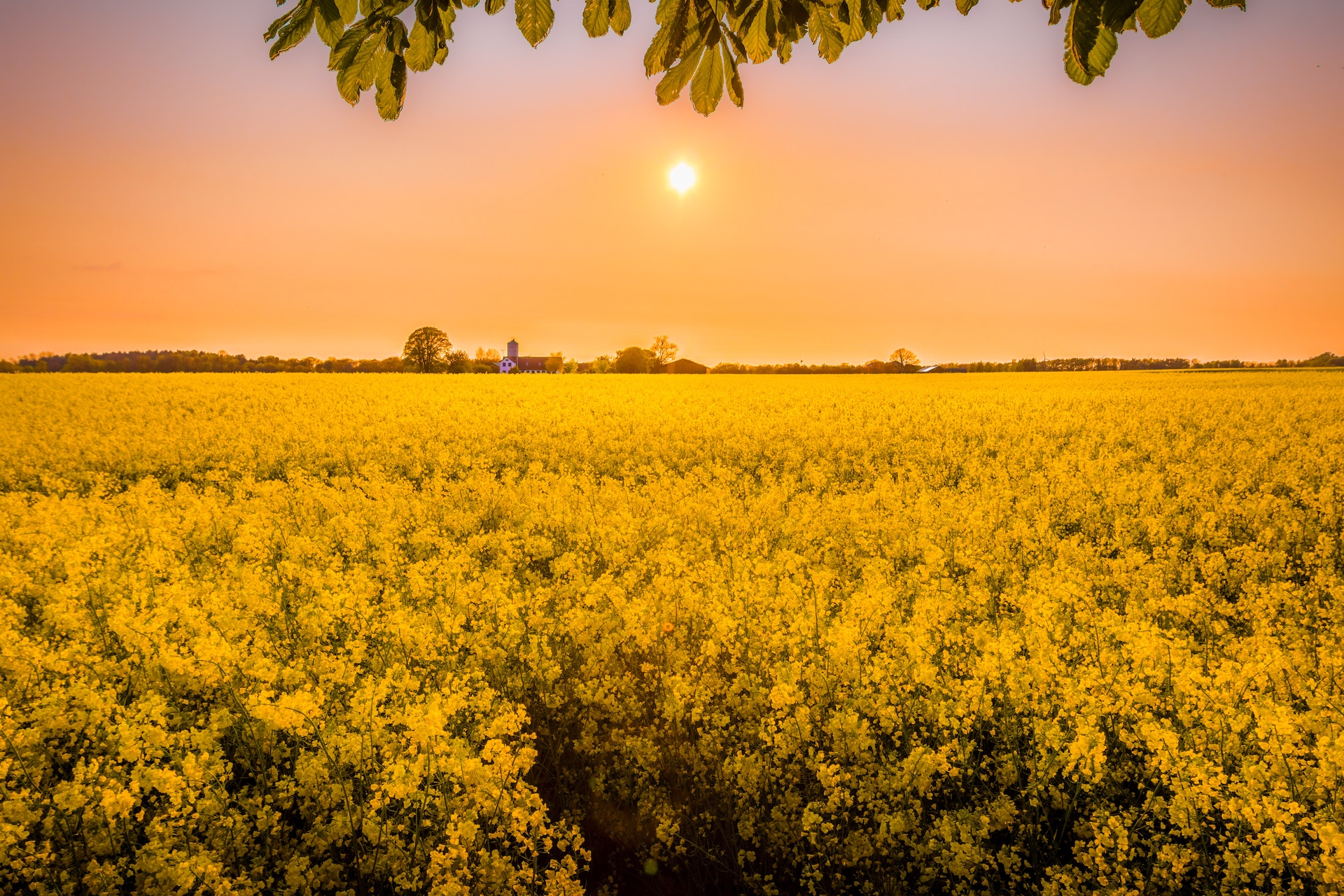 field of yellow plants with a sunset background and buildings in the background